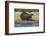 Hippo (Hippopotamus amphibius), Chobe National Park, Botswana-Ann and Steve Toon-Framed Photographic Print