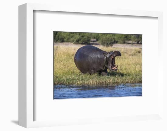 Hippo (Hippopotamus amphibius), Chobe National Park, Botswana-Ann and Steve Toon-Framed Photographic Print