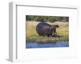 Hippo (Hippopotamus amphibius), Chobe National Park, Botswana-Ann and Steve Toon-Framed Photographic Print