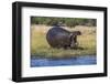 Hippo (Hippopotamus amphibius), Chobe National Park, Botswana-Ann and Steve Toon-Framed Photographic Print