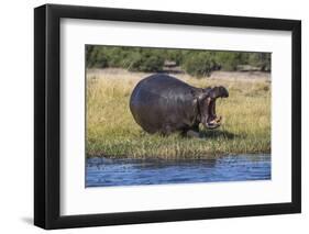 Hippo (Hippopotamus amphibius), Chobe National Park, Botswana-Ann and Steve Toon-Framed Photographic Print