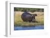 Hippo (Hippopotamus amphibius), Chobe National Park, Botswana-Ann and Steve Toon-Framed Photographic Print