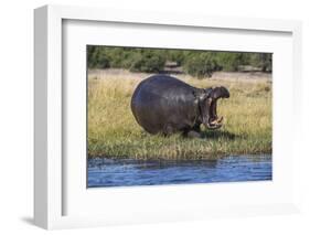 Hippo (Hippopotamus amphibius), Chobe National Park, Botswana-Ann and Steve Toon-Framed Photographic Print