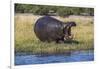 Hippo (Hippopotamus amphibius), Chobe National Park, Botswana-Ann and Steve Toon-Framed Photographic Print