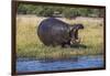 Hippo (Hippopotamus amphibius), Chobe National Park, Botswana-Ann and Steve Toon-Framed Photographic Print