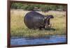 Hippo (Hippopotamus amphibius), Chobe National Park, Botswana-Ann and Steve Toon-Framed Photographic Print