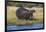 Hippo (Hippopotamus amphibius), Chobe National Park, Botswana-Ann and Steve Toon-Framed Photographic Print