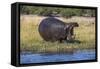 Hippo (Hippopotamus amphibius), Chobe National Park, Botswana-Ann and Steve Toon-Framed Stretched Canvas