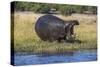 Hippo (Hippopotamus amphibius), Chobe National Park, Botswana-Ann and Steve Toon-Stretched Canvas