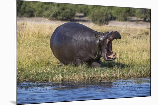 Hippo (Hippopotamus amphibius), Chobe National Park, Botswana-Ann and Steve Toon-Mounted Photographic Print