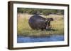 Hippo (Hippopotamus amphibius), Chobe National Park, Botswana-Ann and Steve Toon-Framed Photographic Print