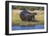 Hippo (Hippopotamus amphibius), Chobe National Park, Botswana-Ann and Steve Toon-Framed Photographic Print