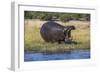 Hippo (Hippopotamus amphibius), Chobe National Park, Botswana-Ann and Steve Toon-Framed Photographic Print