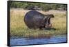 Hippo (Hippopotamus amphibius), Chobe National Park, Botswana-Ann and Steve Toon-Framed Stretched Canvas