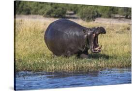 Hippo (Hippopotamus amphibius), Chobe National Park, Botswana-Ann and Steve Toon-Stretched Canvas