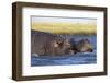 Hippo (Hippopotamus amphibius), Chobe National Park, Botswana-Ann and Steve Toon-Framed Photographic Print