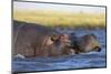 Hippo (Hippopotamus amphibius), Chobe National Park, Botswana-Ann and Steve Toon-Mounted Photographic Print