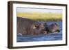 Hippo (Hippopotamus amphibius), Chobe National Park, Botswana-Ann and Steve Toon-Framed Photographic Print