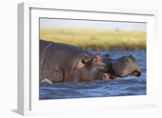 Hippo (Hippopotamus amphibius), Chobe National Park, Botswana-Ann and Steve Toon-Framed Photographic Print