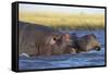 Hippo (Hippopotamus amphibius), Chobe National Park, Botswana-Ann and Steve Toon-Framed Stretched Canvas