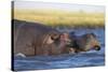 Hippo (Hippopotamus amphibius), Chobe National Park, Botswana-Ann and Steve Toon-Stretched Canvas