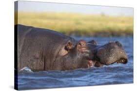 Hippo (Hippopotamus amphibius), Chobe National Park, Botswana-Ann and Steve Toon-Stretched Canvas