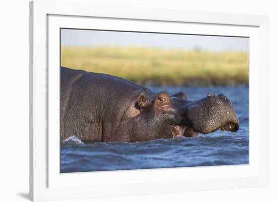 Hippo (Hippopotamus amphibius), Chobe National Park, Botswana-Ann and Steve Toon-Framed Photographic Print