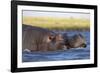 Hippo (Hippopotamus amphibius), Chobe National Park, Botswana-Ann and Steve Toon-Framed Photographic Print