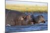 Hippo (Hippopotamus amphibius), Chobe National Park, Botswana-Ann and Steve Toon-Mounted Photographic Print