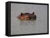 Hippo in Kruger National Park, Mpumalanga, South Africa-Ann & Steve Toon-Framed Stretched Canvas