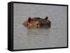 Hippo in Kruger National Park, Mpumalanga, South Africa-Ann & Steve Toon-Framed Stretched Canvas