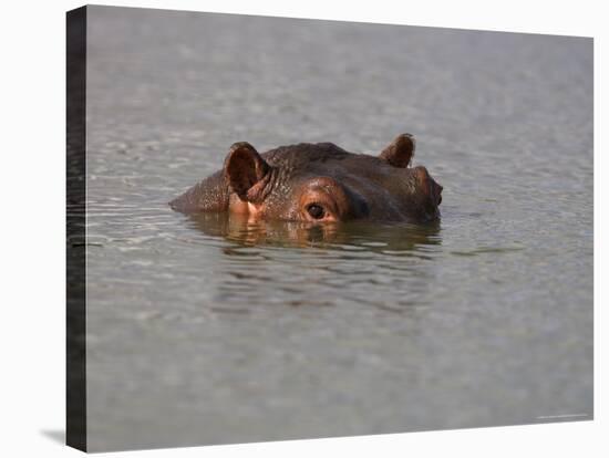 Hippo in Kruger National Park, Mpumalanga, South Africa-Ann & Steve Toon-Stretched Canvas