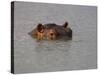 Hippo in Kruger National Park, Mpumalanga, South Africa-Ann & Steve Toon-Stretched Canvas