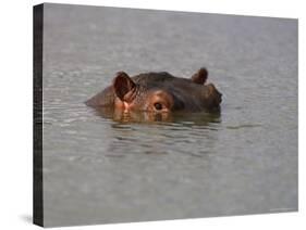 Hippo in Kruger National Park, Mpumalanga, South Africa-Ann & Steve Toon-Stretched Canvas