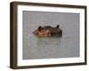 Hippo in Kruger National Park, Mpumalanga, South Africa-Ann & Steve Toon-Framed Photographic Print