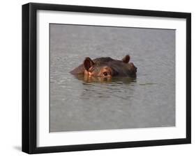 Hippo in Kruger National Park, Mpumalanga, South Africa-Ann & Steve Toon-Framed Photographic Print