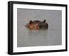 Hippo in Kruger National Park, Mpumalanga, South Africa-Ann & Steve Toon-Framed Photographic Print