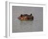 Hippo in Kruger National Park, Mpumalanga, South Africa-Ann & Steve Toon-Framed Photographic Print