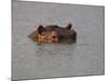 Hippo in Kruger National Park, Mpumalanga, South Africa-Ann & Steve Toon-Mounted Photographic Print