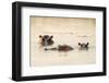 Hippo in Motlhabatsi River, Marataba, Marakele National Park-Ben Pipe-Framed Photographic Print