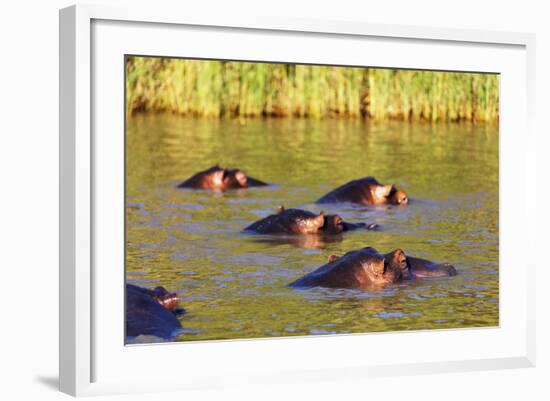 Hippo, Isimangaliso Greater St. Lucia Wetland Park, UNESCO World Heritage Site, South Africa-Christian Kober-Framed Photographic Print