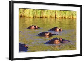 Hippo, Isimangaliso Greater St. Lucia Wetland Park, UNESCO World Heritage Site, South Africa-Christian Kober-Framed Photographic Print