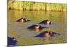 Hippo, Isimangaliso Greater St. Lucia Wetland Park, UNESCO World Heritage Site, South Africa-Christian Kober-Mounted Photographic Print