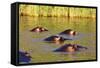 Hippo, Isimangaliso Greater St. Lucia Wetland Park, UNESCO World Heritage Site, South Africa-Christian Kober-Framed Stretched Canvas