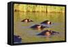 Hippo, Isimangaliso Greater St. Lucia Wetland Park, UNESCO World Heritage Site, South Africa-Christian Kober-Framed Stretched Canvas