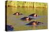 Hippo, Isimangaliso Greater St. Lucia Wetland Park, UNESCO World Heritage Site, South Africa-Christian Kober-Stretched Canvas