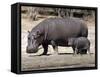 Hippo Mother with Young One-null-Framed Stretched Canvas