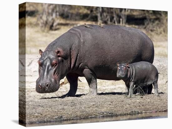 Hippo Mother with Young One-null-Stretched Canvas