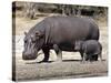 Hippo Mother with Young One-null-Stretched Canvas