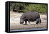 Hippo Mother with Young One-null-Framed Stretched Canvas